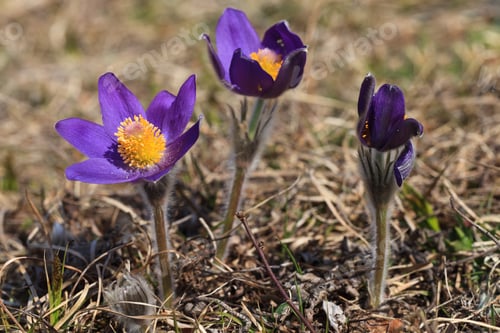 Preview: pasqueflower (pulsatilla vulgaris)