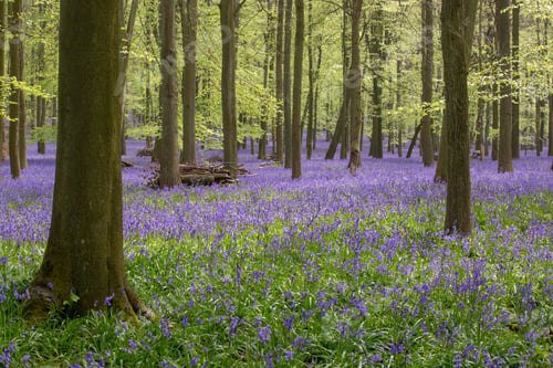 Preview: Bluebells
