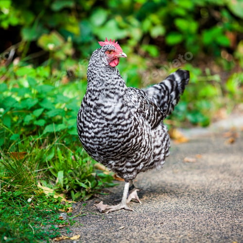 Preview: Closeup of a hen. Hen outside in the meadow
