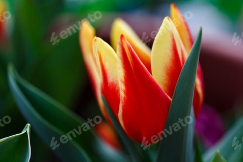 Preview: Tulip. Spring flowers background bunch of colorful flowers, macro photography