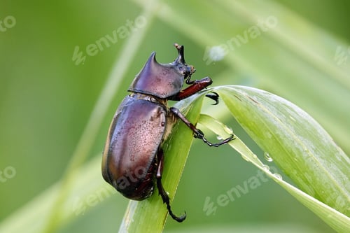 Preview: Closeup of a European rhinoceros beetle crawling on a wet green leaf