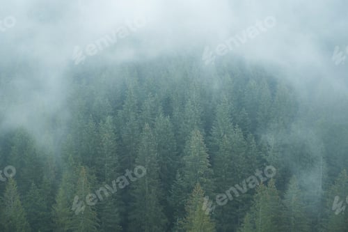Preview: Misty Romanian forest landscape around Sucevita Monastery, Bukovina Region, Romania, background with