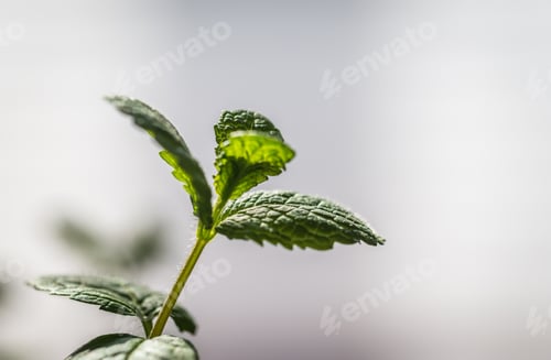 Preview: Sprig of mint
