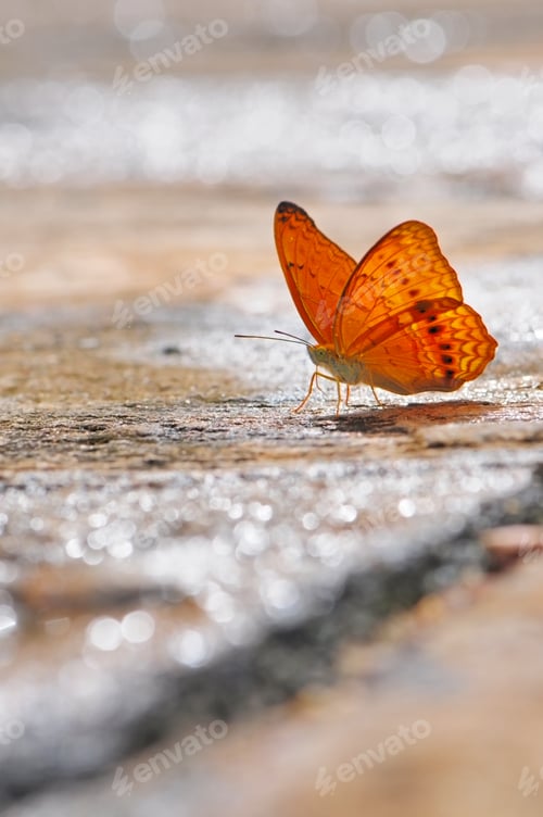 Preview: butterfly