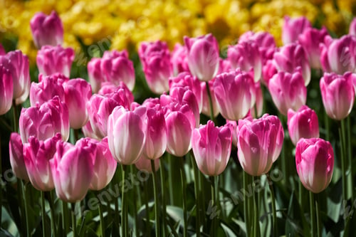 Preview: Blooming tulips flowerbed in Keukenhof flower garden, Netherland