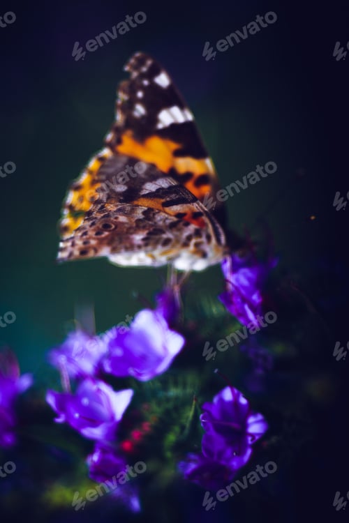 Preview: Closeup shot of a colorful butterfly on purple flowers