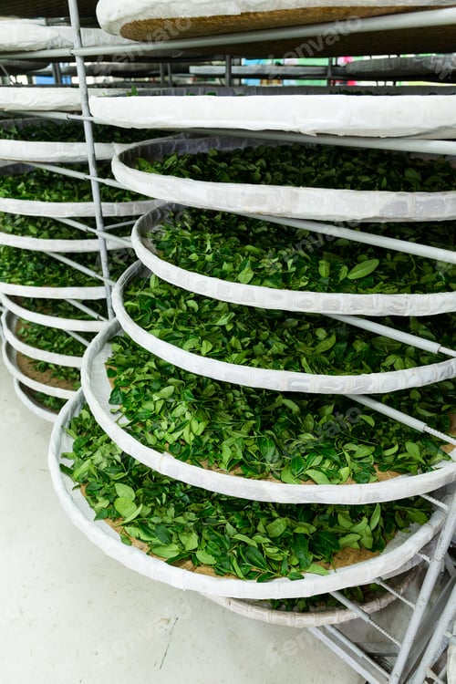Preview: Fermentation racks of tea in factory