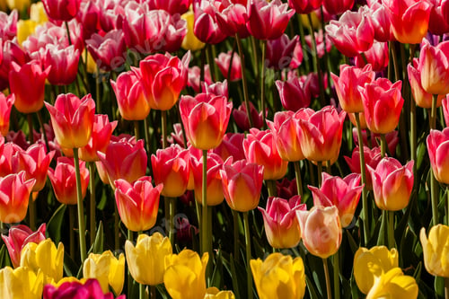 Preview: Spring field of colorful tulips