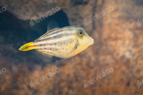Preview: Orangespotted Filefish (Cantherhines pullus) - Marine fish