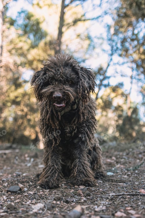 Preview: beautiful spanish water dog sitting on the mountain