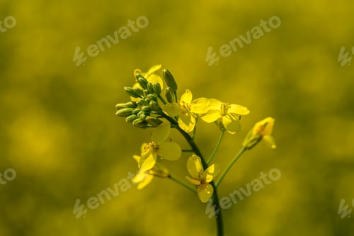 Preview: Rape plant and flowers in close-up. Cultivation of rapeseed.