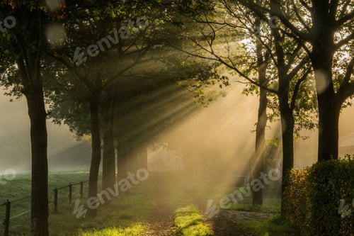 Preview: Rays of sunlight between the trees on a rural path on a foggy morning