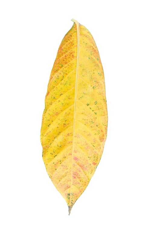 Preview: yellow autumn leaf isolated on white background