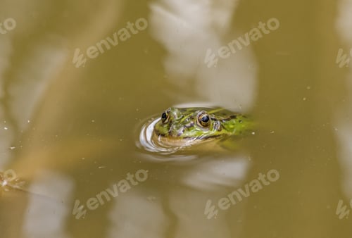 Preview: Frogs head from under the water