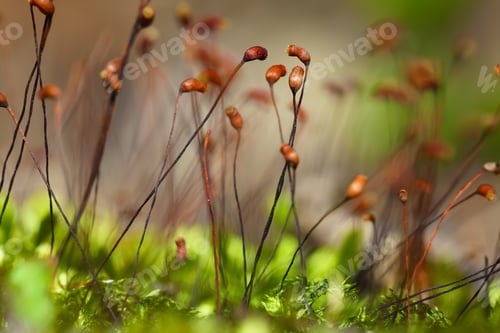 Preview: moss spores close up
