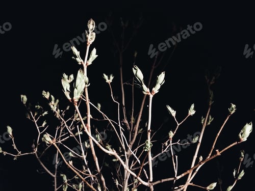 Preview: Spring