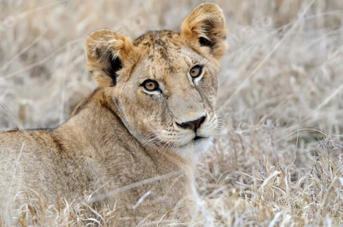 Preview: Lion