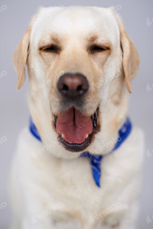 Preview: Beautiful labrador having a yawn