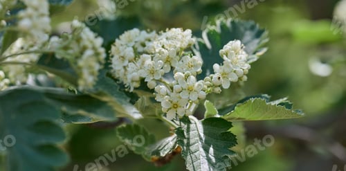 Preview: Delicate white flowers and buds of Sorbus graeca blooming in spring. Green leaves