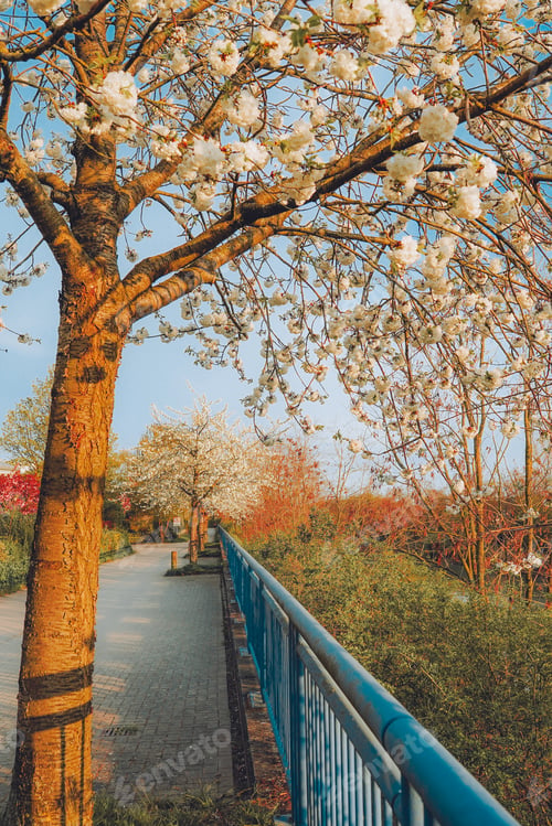 Preview: Branches of blossoming cherry on gentle light blue sky background in sunlight.