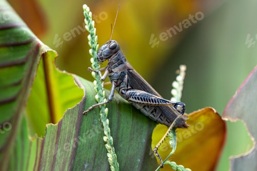 Preview: Grasshopper perched on a leaf