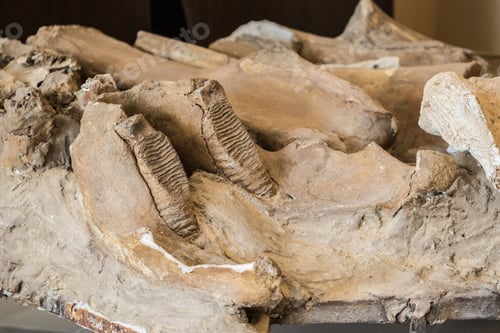 Preview: Part Of Ancient Old Mammoth Jaw