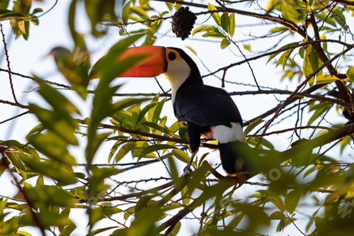 Preview: toucan, bird, colours, tropics