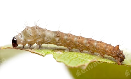 Preview: Silkworm larvae, Bombyx mori, against white background