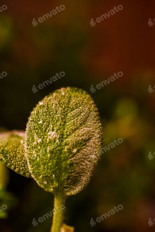 Preview: Blown up Image of a Green Sage Herb Plant