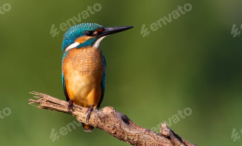 Preview: Kingfisher, Alcedo atthis. Dawn. The bird sits on a broken branch and carefully look at the river