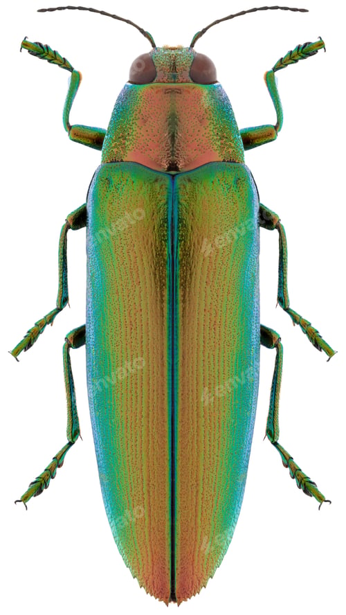 Preview: Chrysochroa aurora beetle specimen