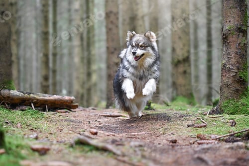 Preview: Portrait of a young Finnish Lapphund dog running in the forest or woods