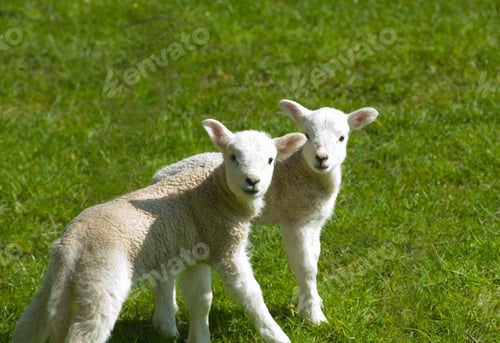 Preview: Portrait of two cute lambs in field