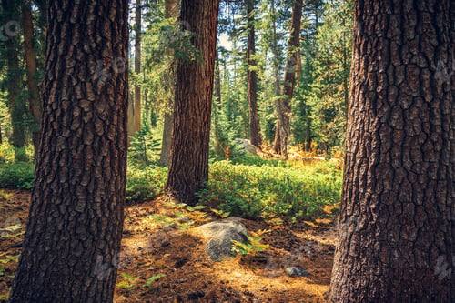 Preview: View In The Forest, Yosemite National Park, California