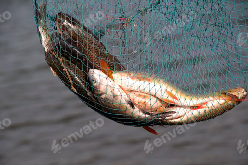 Preview: Fresh fish in a fishing nets.
