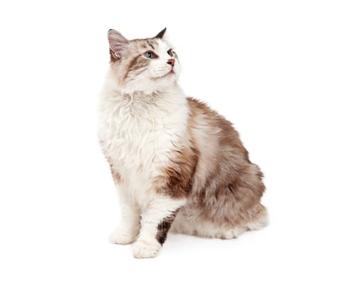 Preview: Curious Ragdoll Cat Sitting At An Angle