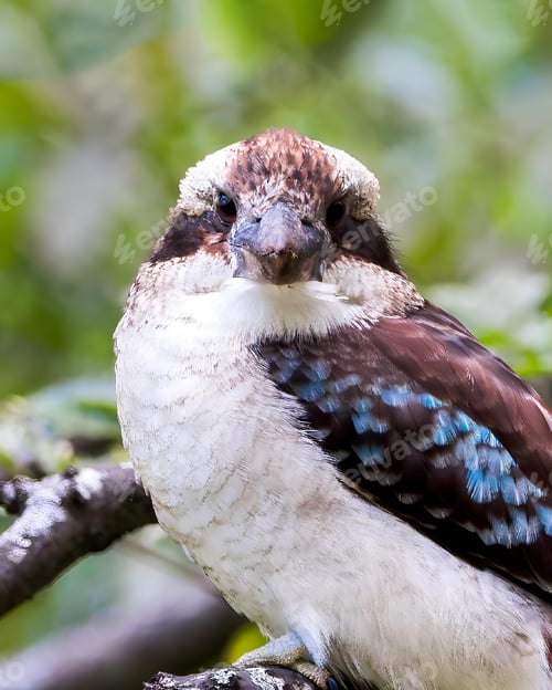 Preview: Vibrant kookaburra bird perched on branch in nature
