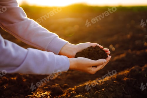 Preview: Female hands touching soil on the field at sunset. Agriculture, organic gardening, planting concept.