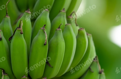 Preview: Closeup bunch of raw green cultivated bananas in the banana garden. Cultivated banana plantation.