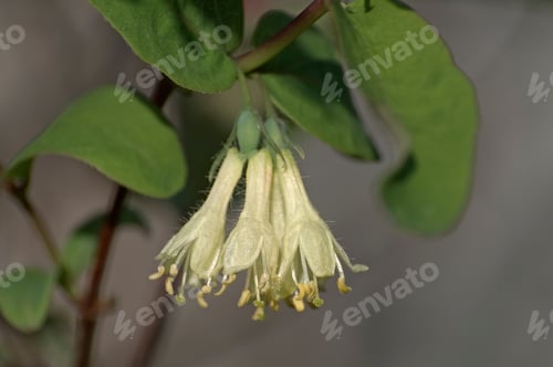 Preview: Blue Honeysuckle (Lonicera Caerulea Var. Edulis). Known Also As Honeyberry, Blue-Berry Honeysuckle