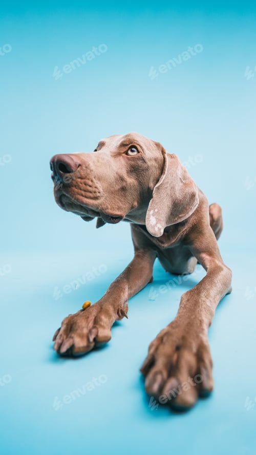 Preview: Weimaraner dog lying down looking up attentively