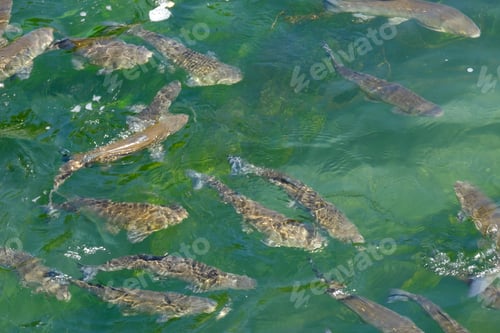 Preview: Swimming alet carp fish