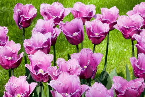 Preview: Violet tulip field in Holland