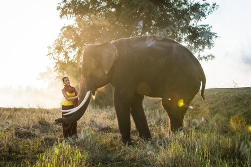 Preview: Elephant and woman in Thailand