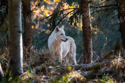 Preview: Majestic white wolf traversing through a lush forest during a bright and sunny afternoon