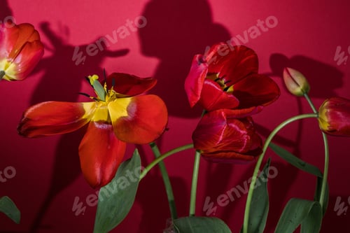 Preview: Abstract blurred background - red tulips Tulip flowers background for postcard or banner, copy space