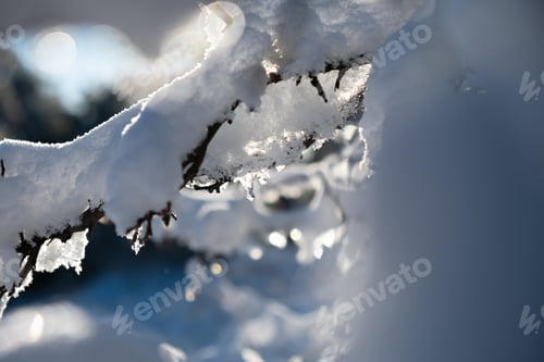 Preview: Snow tree icicle. Winter natural background.