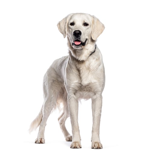 Preview: Golden retriever wearing collar standing and panting on white background