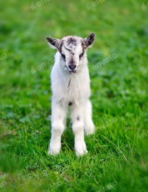 Preview: White baby goat standing on green lawn