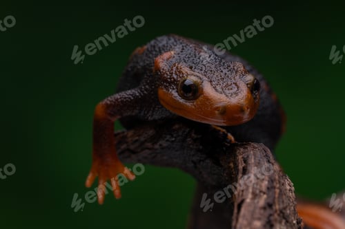 Preview: Close-up of a Crocodile Newt Lizard perched on a tree branch